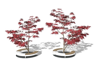 乔木 枫树 景观树 树池乔木 行道树