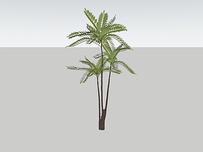 植物组合 花境植物 粘叶豆