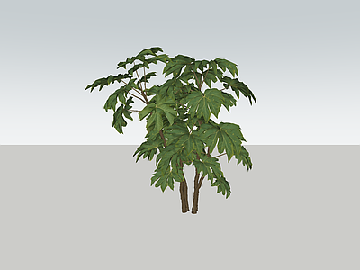 植物组合 花境植物 通脱木
