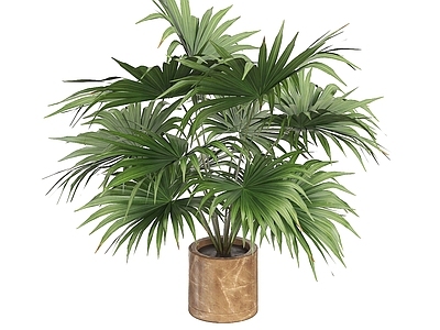 盆栽 蒲葵 盆栽 盆景 棕榈盆栽 室内植物