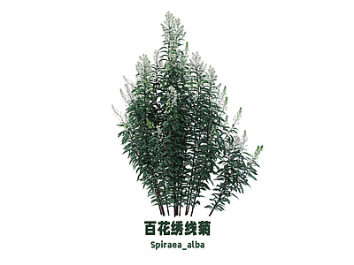 花草 花 菊花 绣线菊