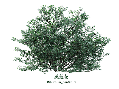 花 花 荚蒾花