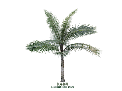 乔木 椰子 刺椰 椰子树