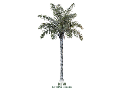 乔木 椰子树 刺干椰