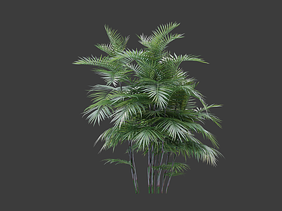 花草 棕竹
