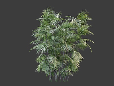 花草 棕竹