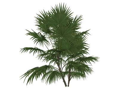 花草 琼棕