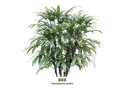 现代花草 矮琼棕