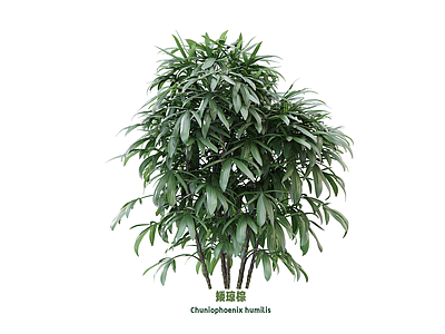 花 矮琼棕