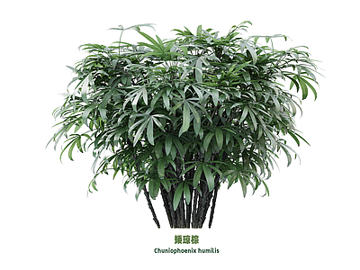 花 矮棕竹