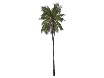 乔木 椰子 椰树