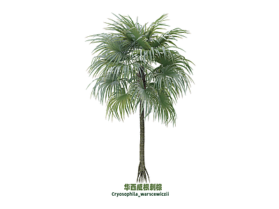 灌木 刺棕 棕榈