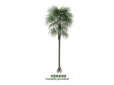 灌木 刺棕 棕榈
