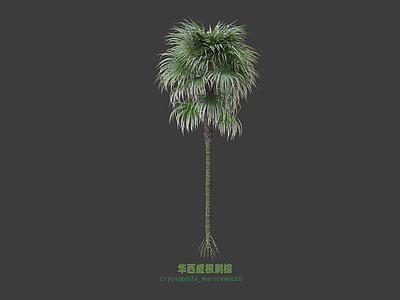 乔木 刺棕 棕榈