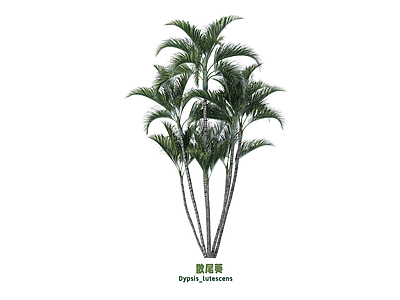 灌木 散尾葵