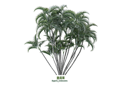 灌木 散尾葵