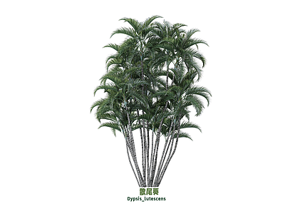 灌木 散尾葵