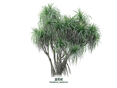 灌木 漏兜树