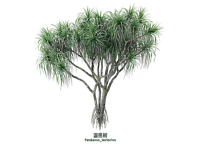 灌木 漏兜树
