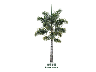 乔木 棕榈