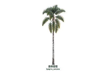 乔木 棕榈