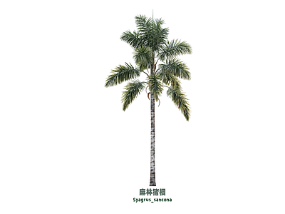 乔木 棕榈
