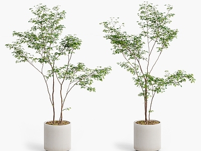盆栽 现代植物盆栽 落地盆栽 鸡爪槭