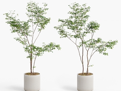 盆栽 现代植物盆栽 落地盆栽 鸡爪槭