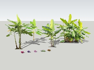 花草 2D芭蕉 矮牵牛 地被草花 花坛花草