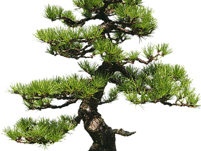 现代其它HDR 免抠植物树木 乔木