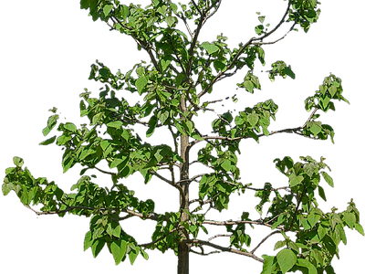 现代其它HDR 免抠植物树木 乔木