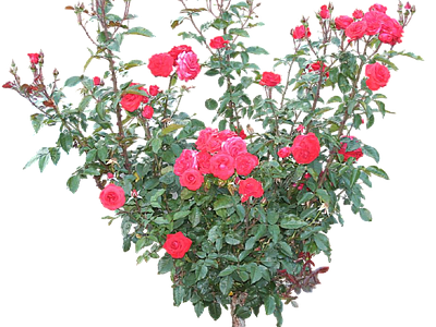 现代其它HDR 免抠植物树木 乔木