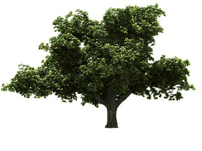 现代其它HDR 免抠植物树木 乔木