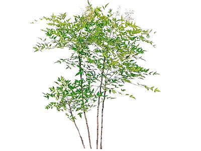 现代其它HDR 免抠植物树木 乔木