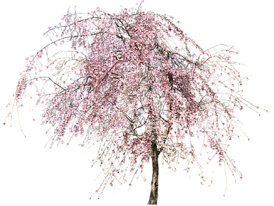 现代其它HDR 免抠植物树木 乔木