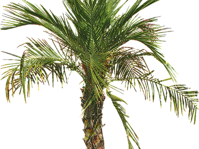 现代其它HDR 免抠植物树木 乔木