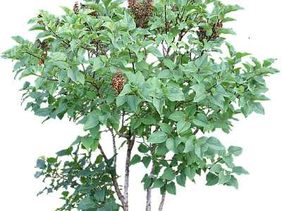 现代其它HDR 免抠植物树木 乔木