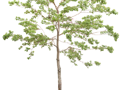 现代其它HDR 免抠植物树木 乔木