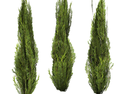 现代其它HDR 免抠植物树木 乔木