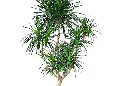 现代其它HDR 免抠植物树木 乔木