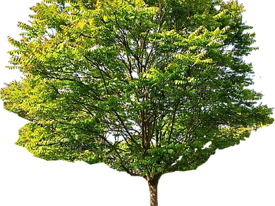 现代其它HDR 免抠植物树木 乔木