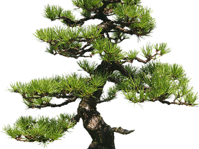 现代其它HDR 免抠植物树木 乔木