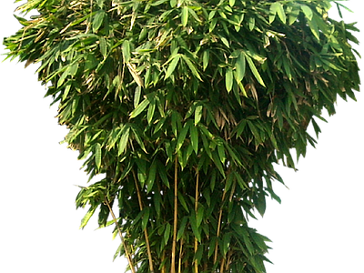 现代其它HDR 免抠植物树木 乔木