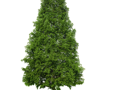 现代其它HDR 免抠植物树木 乔木