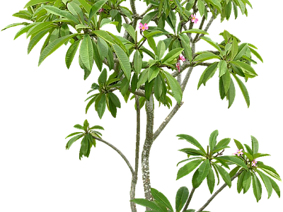 现代其它HDR 免抠植物树木 乔木