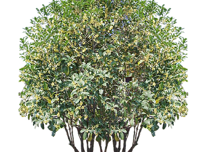 现代其它HDR 免抠植物树木 乔木