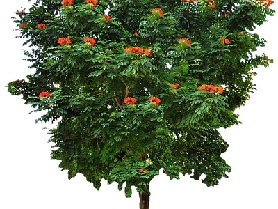 现代其它HDR 免抠植物树木 乔木