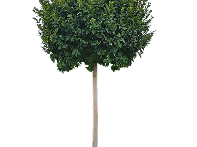 现代其它HDR 免抠植物树木 乔木