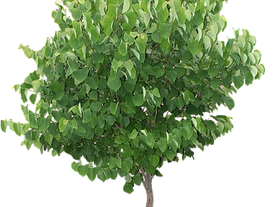 现代其它HDR 免抠植物树木 乔木