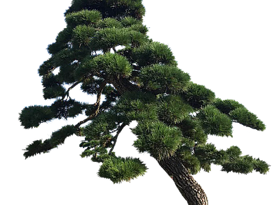 现代其它HDR 免抠植物树木 乔木